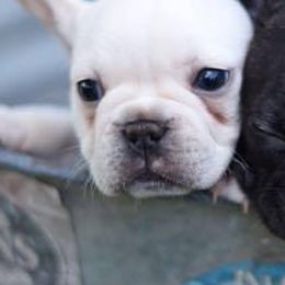 French Bulldogs from Nina Lunsford's French Bulldogs