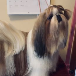 Jospeh ( JoJo)  - Shih Tzu