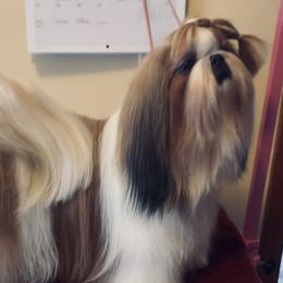 Jospeh ( JoJo)  - Shih Tzu