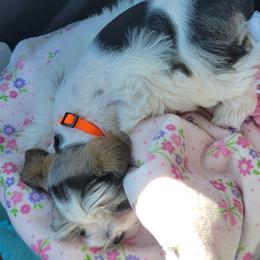 Dottie - Miniature Schnauzer