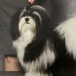 Mario - Havanese