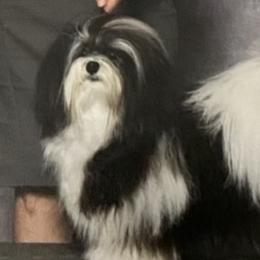 Mario - Havanese