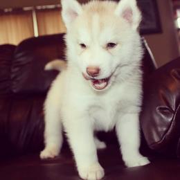 Siberian Husky Puppies from Tricia's Siberians LLC