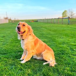 Lexie - Golden Retriever