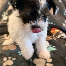 Hershey - Chocolate, tan and white male Yorkshire Terrier puppy in Crossville, Tennessee from Lil Britches Yorkies
