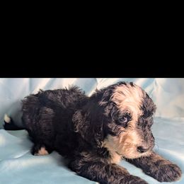 Lily - Parti female Double Doodle puppy in Rockville, Missouri from Parker's Alpine Sheepadoodles