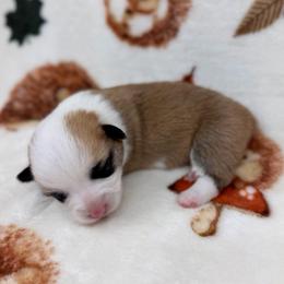 Jellybean - Red female Pembroke Welsh Corgi puppy in Columbia, Tennessee from Wiggle B Ranch Corgis