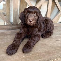 Sidney - Chocolate female Goldendoodle puppy in Allen, Texas from Calena’s Doodles