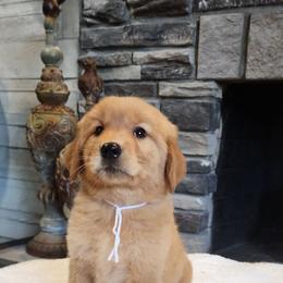 White collar female - Golden female Golden Retriever puppy in Howell, Michigan from Robbin's Treasures