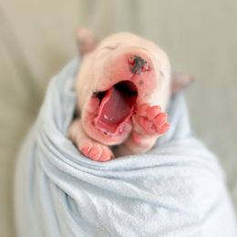 Male 1 - White and black male Dalmatian puppy in Whitwell, Tennessee from Rock a Dalmatian “RockADal”