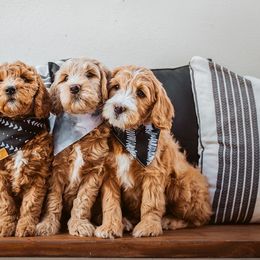 Goldendoodle Puppies from Deer Valley Doodles