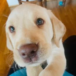 Blue Boy - Yellow male Labrador Retriever puppy in Rock Hill, South Carolina from North Star Retrievers