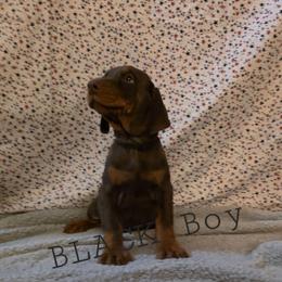 Black - Red and rust male Doberman Pinscher puppy in Knox, Indiana from Double River Dobermans
