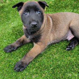 Falmer - Mahogany male Belgian Malinois puppy in Sanger, Texas from Faubion Malinois