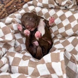 Brewed with love- Drip - Chocolate male Goldendoodle puppy in Russell Springs, Kentucky from Milk & Honey Doodles