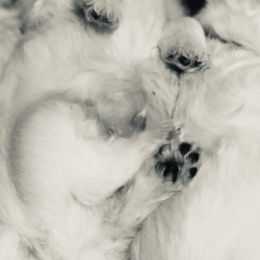 West Highland White Terrier Puppies from CC Leslie’s Westie’s