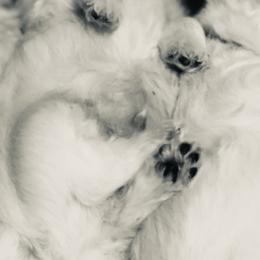 West Highland White Terrier Puppies from CC Leslie’s Westie’s
