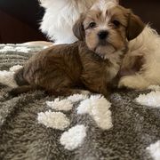 Shih Tzu, Shorkie, and Yorkshire Terrier Puppies from Great Mates