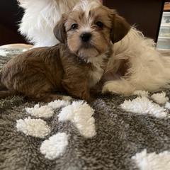 Shih Tzu, Shorkie, and Yorkshire Terrier Puppies from Great Mates