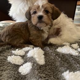 Shih Tzu, Shorkie, and Yorkshire Terrier Puppies from Great Mates