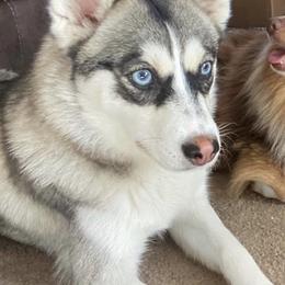 Alaska - White female Pomeranian puppy in El Sobrante, California from Little Lovers Kennels, LLC