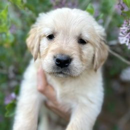 Boy 2 - Golden Golden Retriever puppy in Fieldale, Virginia from Interlock Goldens
