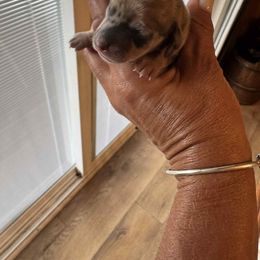 Chocolate Dapple Girl - Dapple female Dachshund puppy in Ecorse, Michigan from Amberly's Dachshunds