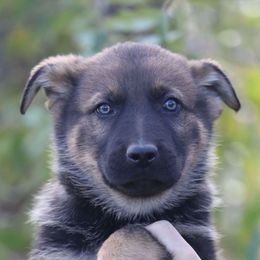 Red Collar - Felix - Sable male German Shepherd puppy in Augusta, West Virginia from Cricket Hollow Canines