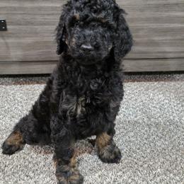 White collar - Phantom female Poodle puppy in Spring Branch, Texas from Bear Hills kennel