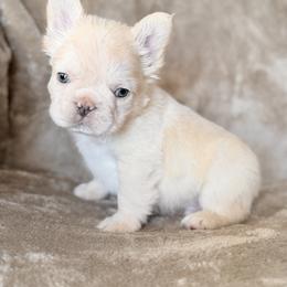 Fluffy Cocoa Cream Male - Cream male French Bulldog puppy in Harmony, North Carolina from Schuster Haus