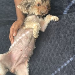 Kola - Yorkshire Terrier