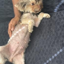 Kola - Yorkshire Terrier