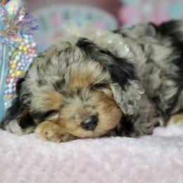 Bernedoodle and Cavapoo Puppies from Lawler’s Legacy Litters