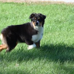 Hull - Black tri-color male Australian Shepherd puppy in Jameson, Missouri from Sky Creek
