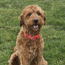 Layla - Goldendoodle