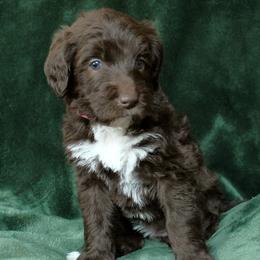 Rotini - Chocolate female Labradoodle puppy in Lanexa, Virginia from Lees Reach Farm