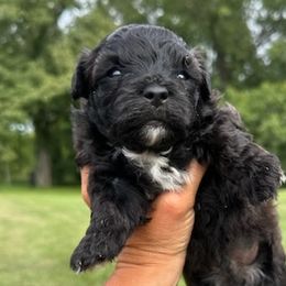 Rocco - Yorkipoo puppy from Blais Mountain Farm