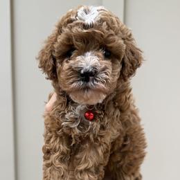 Cavapoo puppies from SoCal Cavapoos
