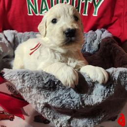 Willow - Golden female Golden Retriever puppy in Lucasville, Ohio from Halo Kennels