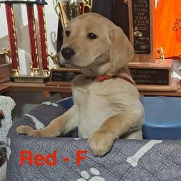 Red Collar - Yellow female Labrador Retriever puppy in Delavan, Wisconsin from Diamond Flush Gun Dogs