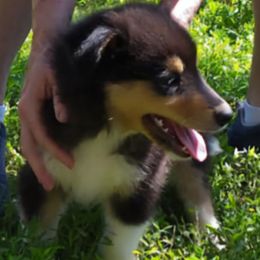 Zuess - Sable and white male Collie puppy in Nevada, Missouri from Briarwood Collies