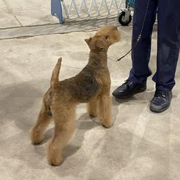 Hamilton - Lakeland Terrier