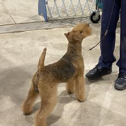 Hamilton - Lakeland Terrier