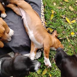 Charlie - Brown and white male Basset Hound puppy in Imler, Pennsylvania from Happy Hounds