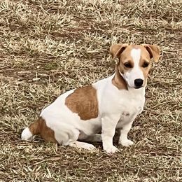 Maci Jo - Jack Russell Terrier