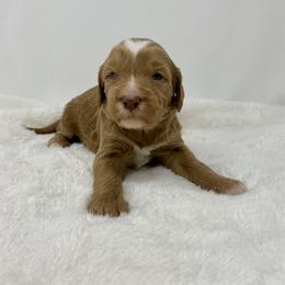 Briar - Red  male Goldendoodle puppy in Calhoun, Georgia from FamilyLoved Doodles