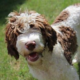 Australian Labradoodles from Classic City Labradoodles