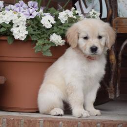 Golden Retriever Puppies from Wise-Taylor Goldens