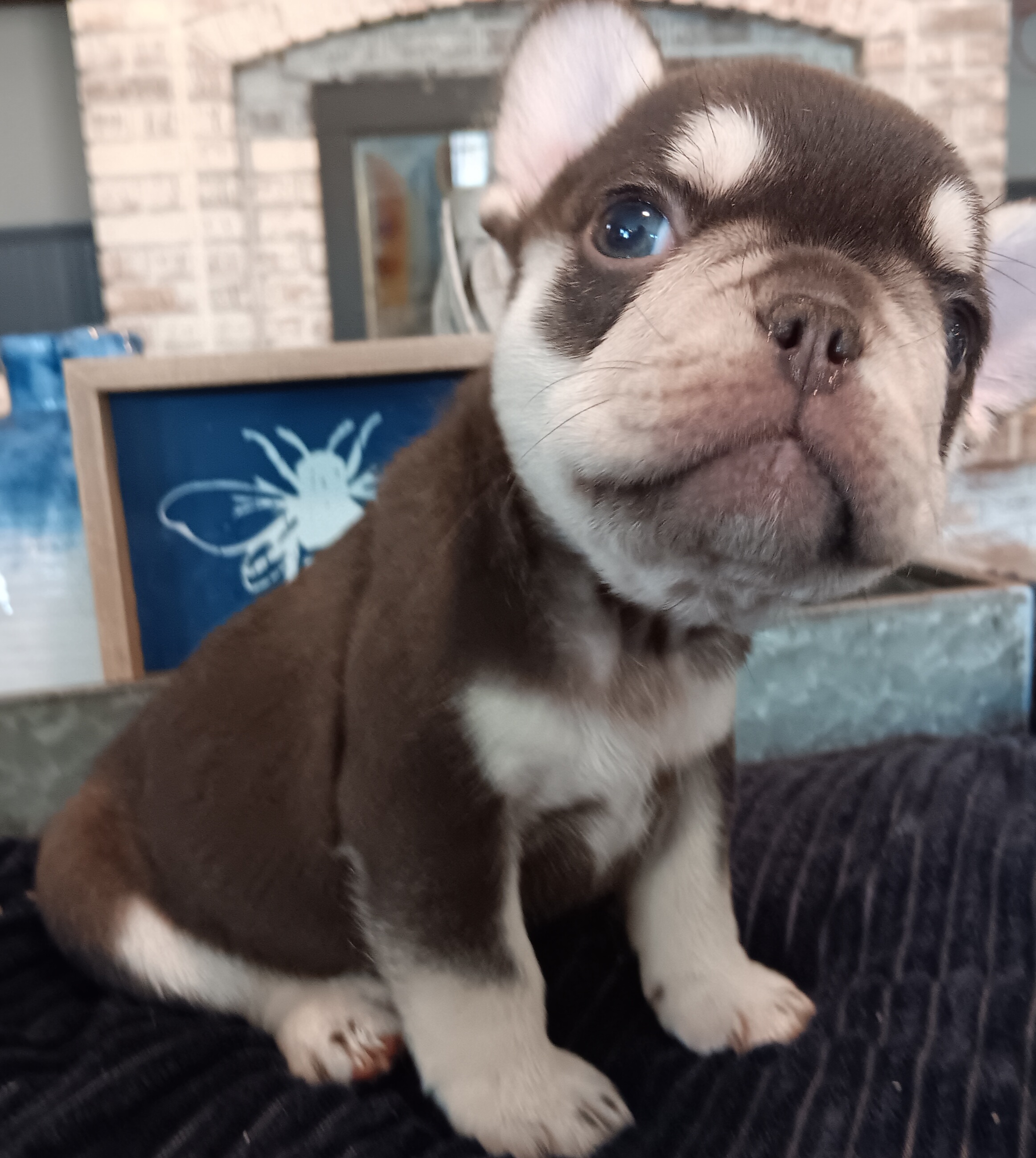 Boy 3 - Black and tan French Bulldog puppy in Kansas from Peace Love frenchies