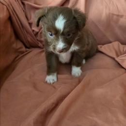 Helga - Red & white female Miniature Australian Shepherd puppy in Arlington, Texas from CopperHead Aussies